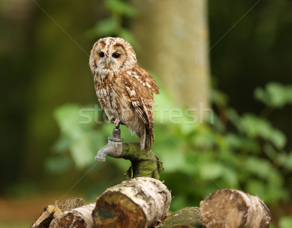 Tawny Owl Stock photo © scooperdigital