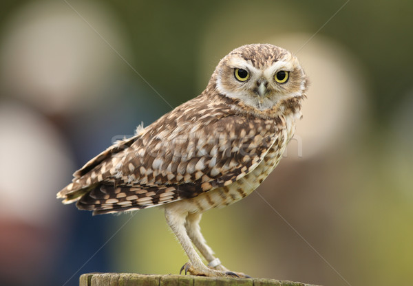 Burrowing Owl Stock photo © scooperdigital