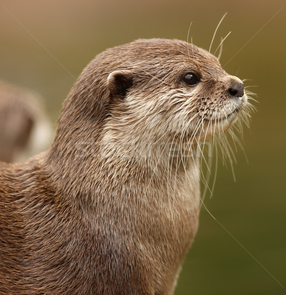 Oriental Short-Clawed Otter Stock photo © scooperdigital