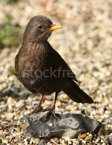 Amsel weiblichen Auge Natur Garten Stock foto © scooperdigital