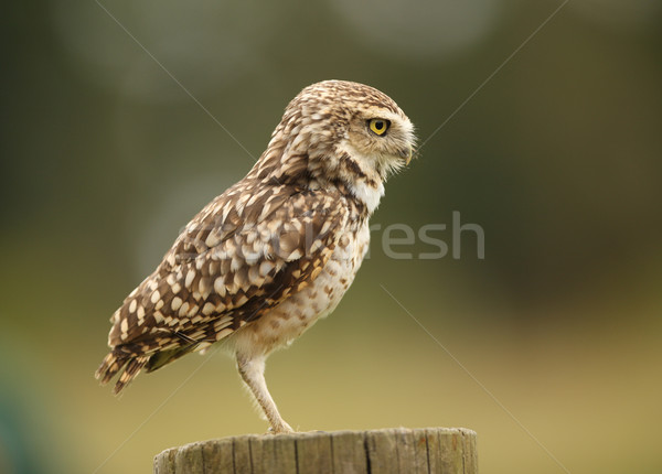 Burrowing Owl Stock photo © scooperdigital