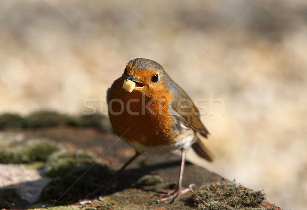 Stock photo: Portrait of a Robin