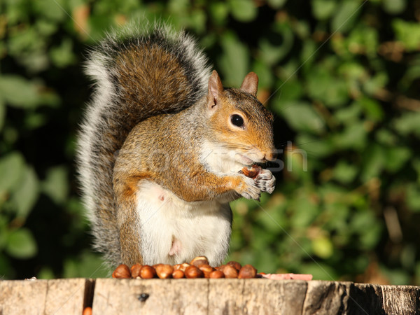 Stock photo: Grey Squirrel 