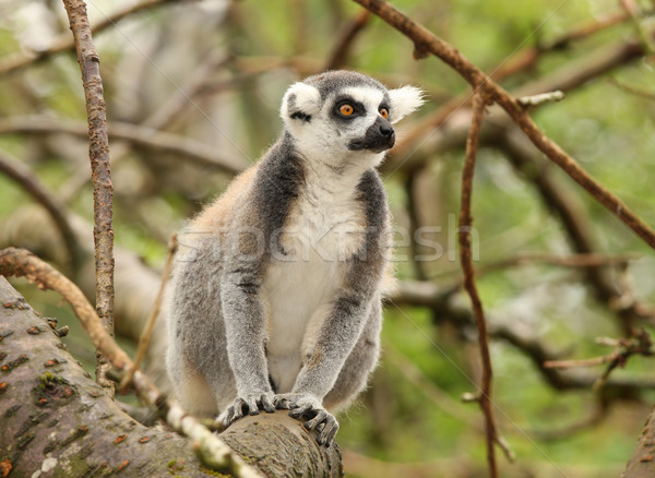 Ring Tailed Lemur Stock photo © scooperdigital