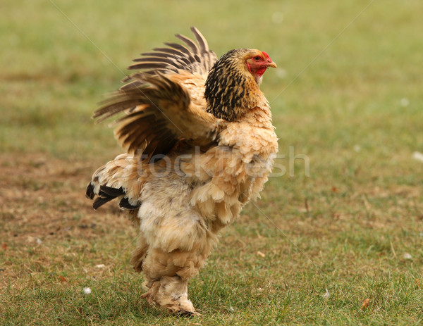 куриные Суссексе курица крыльями Сток-фото © scooperdigital