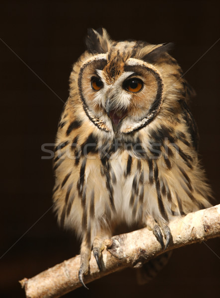 Mexican gestreift Eule Porträt Natur Vogel Stock foto © scooperdigital