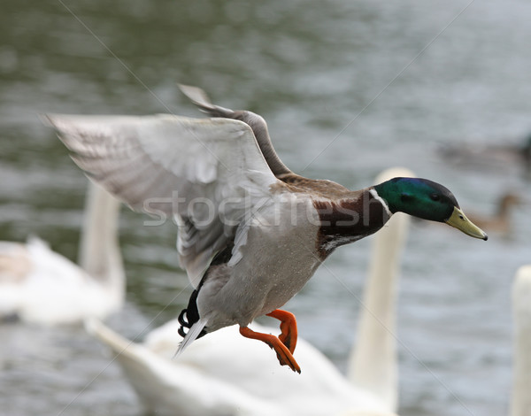 Ente männlich Flug Wasser Vogel grünen Stock foto © scooperdigital