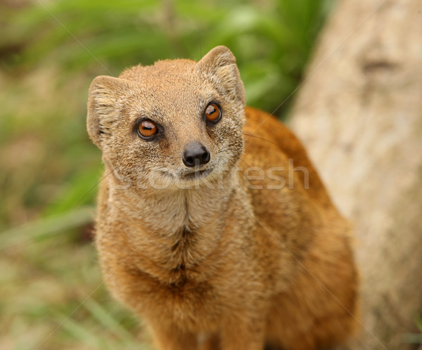 Yellow Mongoose Stock photo © scooperdigital