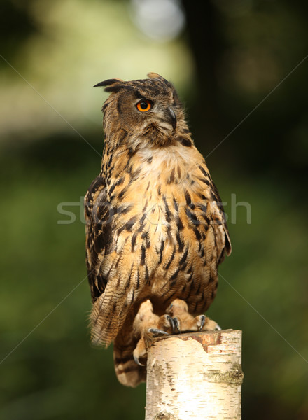 Uhu Porträt Baum Augen orange Adler Stock foto © scooperdigital