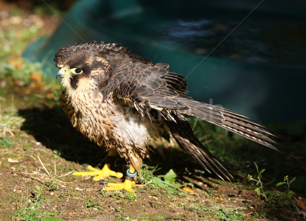 Falcon plumes animaux africaine Photo stock © scooperdigital