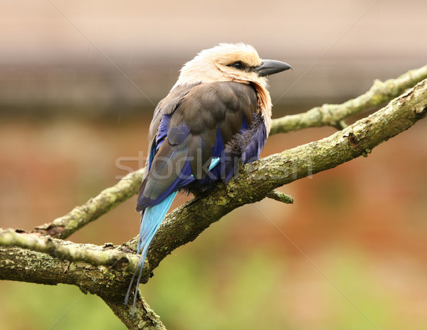Blue Winged Kookaburra Stock photo © scooperdigital