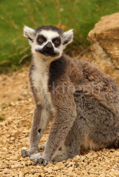 Ring Tailed Lemur  Stock photo © scooperdigital