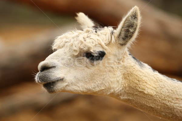Alpaka portré természet farm fej fehér Stock fotó © scooperdigital