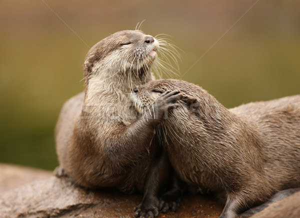 Oriental Short Clawed Otters Stock photo © scooperdigital