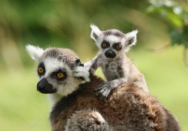 Ring-Tailed Lemur Stock photo © scooperdigital