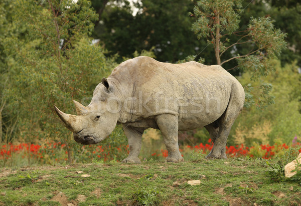 Fehér orrszarvú portré természet háttér Afrika Stock fotó © scooperdigital