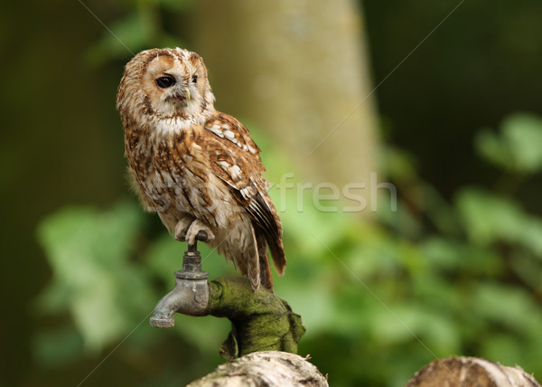 Eule Porträt Augen Vogel Feder cute Stock foto © scooperdigital