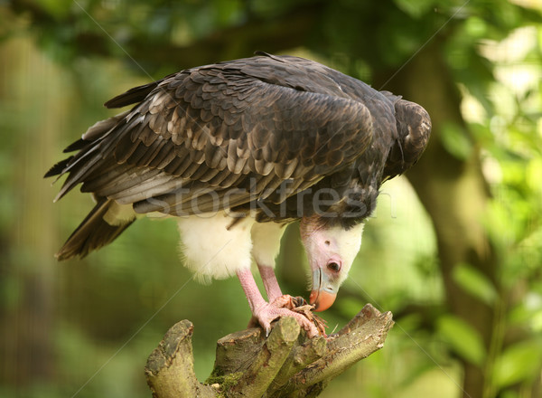 Bianco avvoltoio natura piuma Foto d'archivio © scooperdigital