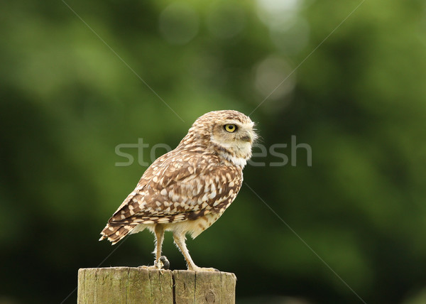 Chouette portrait faune peu chasseur bec [[stock_photo]] © scooperdigital