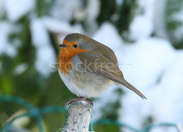 Stok fotoğraf: Kış · kar · meme · tüy · kırmızı · Noel