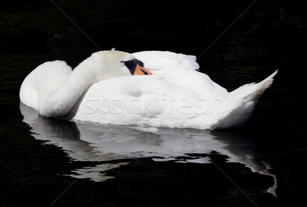 Stockfoto: Dempen · zwaan · veer · vogels · rivier · zwarte