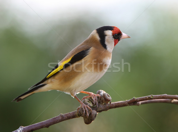 Portrait jardin oiseau rouge or Homme [[stock_photo]] © scooperdigital