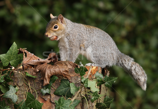 Szary wiewiórki jesienią starych drzewo oczy Zdjęcia stock © scooperdigital
