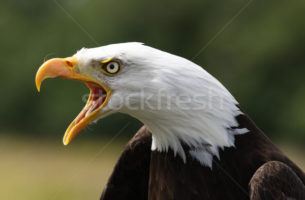 Stock photo: Bald Eagle