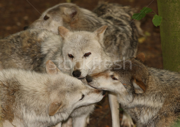 Gris loup Pack loups forêt [[stock_photo]] © scooperdigital