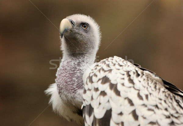 Vautour portrait oiseau plumes Afrique ailes [[stock_photo]] © scooperdigital