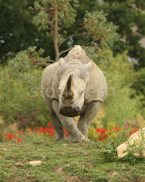 Blanche rhino herbe Afrique tête Safari [[stock_photo]] © scooperdigital