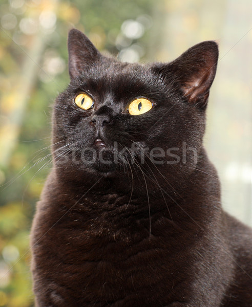 Britanic shorthair pisică portret păsărică masculin Imagine de stoc © scooperdigital