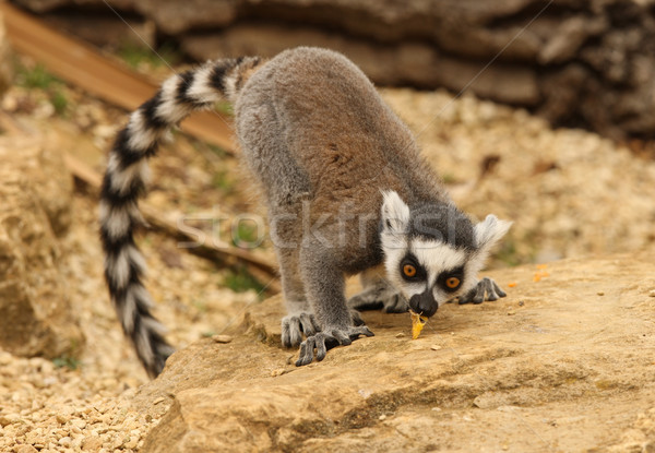Ring Tailed Lemur  Stock photo © scooperdigital