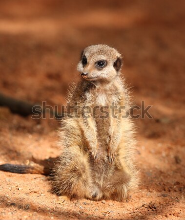 Portrait jeunes nature animaux fourrures cute [[stock_photo]] © scooperdigital