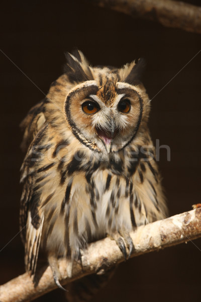 Mexican gestreift Eule Porträt Natur Vogel Stock foto © scooperdigital