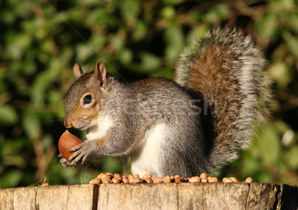 Szary wiewiórki portret jedzenie charakter futra Zdjęcia stock © scooperdigital