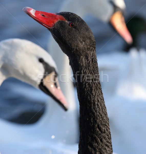 Schwarz Schwan stumm Wasser Vogel rot Stock foto © scooperdigital