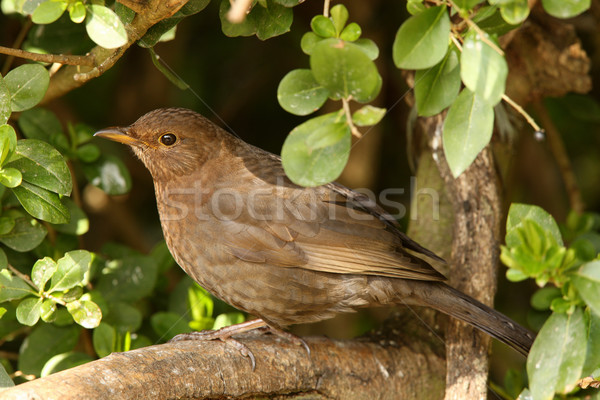 Weiblichen Amsel Porträt Baum Frühling Garten Stock foto © scooperdigital