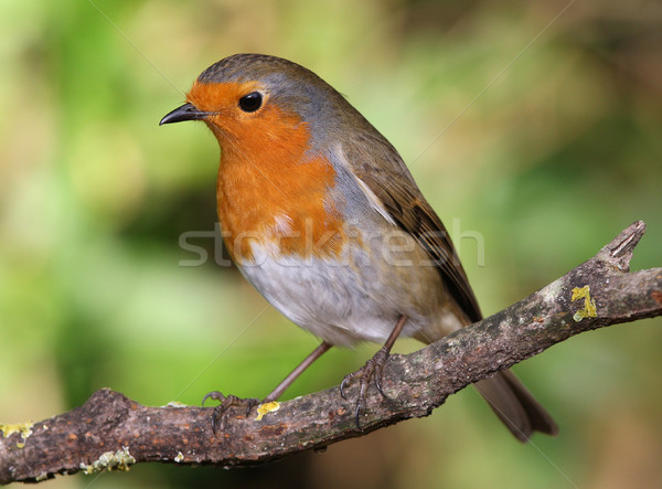 Robin in winter Stock photo © scooperdigital