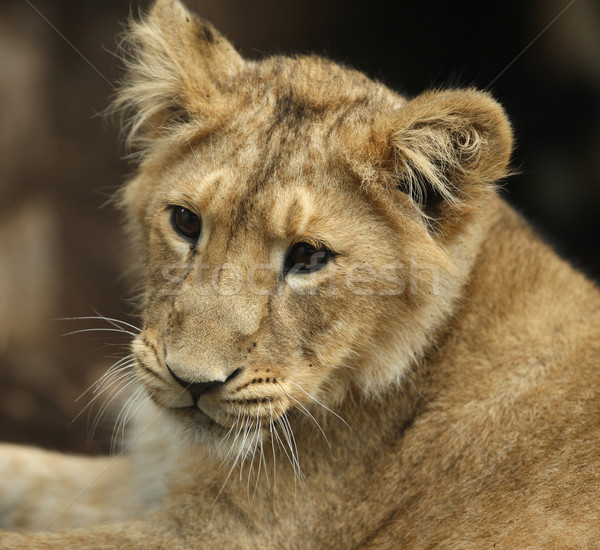 [[stock_photo]]: Asian · lion · portrait · Afrique · africaine