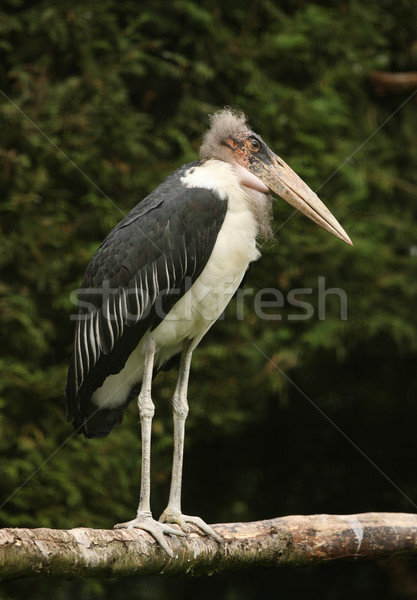 Marabou Stork Stock photo © scooperdigital
