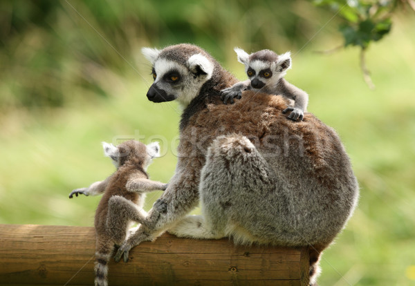 Ring-Tailed Lemur Stock photo © scooperdigital