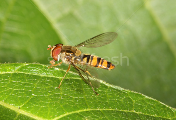 Fliegen Blume Natur Insekt Flügel Stock foto © scooperdigital