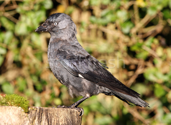 Jackdaw Stock photo © scooperdigital