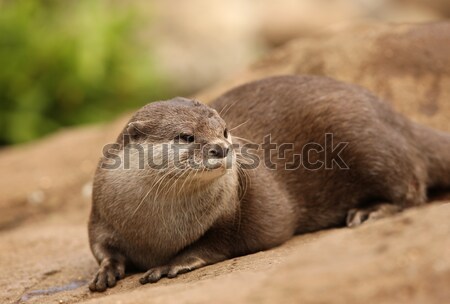 Cute Otters Stock photo © scooperdigital