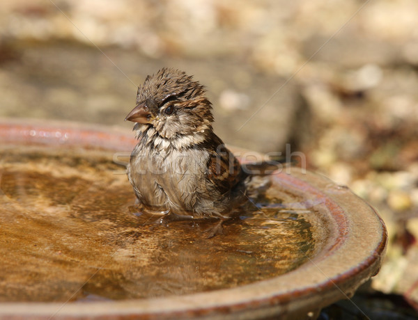 Ev serçe banyo sıcak yaz Stok fotoğraf © scooperdigital
