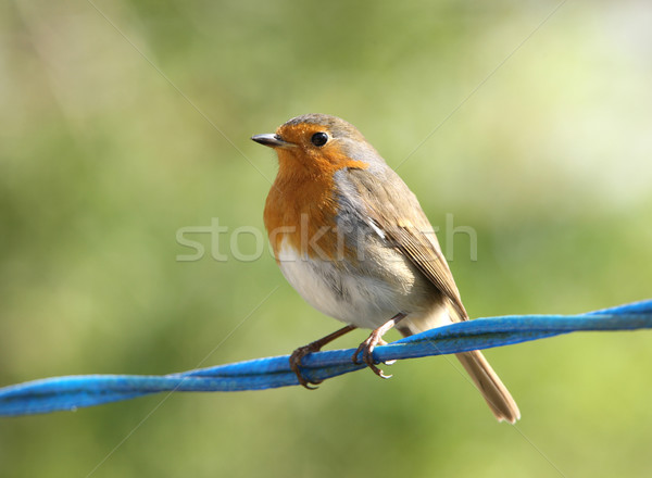 Portré férfi kert szépség mell madár Stock fotó © scooperdigital