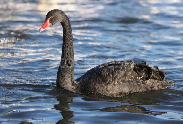 Noir cygne portrait eau rouge natation [[stock_photo]] © scooperdigital