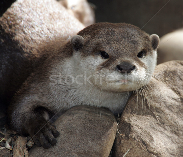 Otter Stock photo © scooperdigital