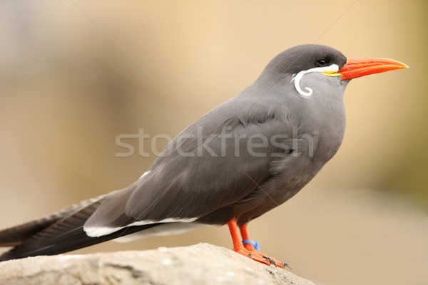 Stock photo: Inca Tern